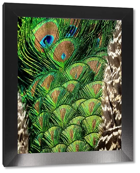 USA, Utah. Peacock feathers detail