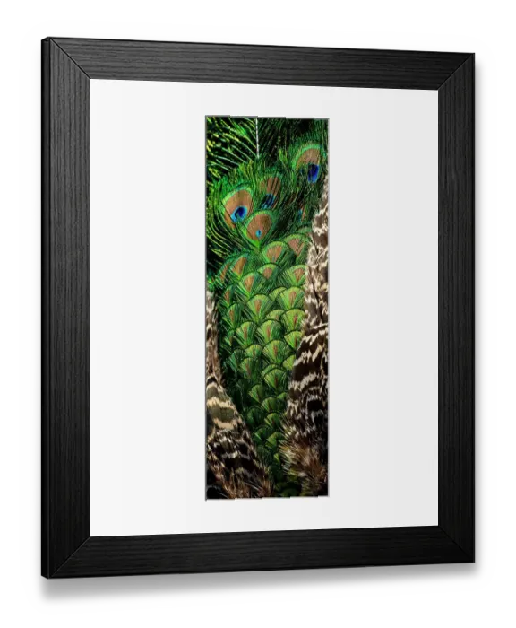 Framed Print : USA, Utah. Peacock feathers detail