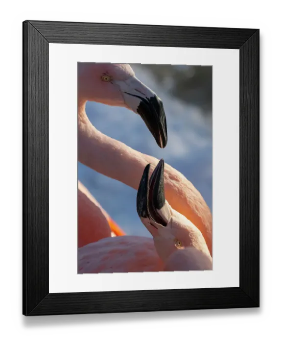 Framed Print : USA, Utah. Flamingos Framed Print : USA, Utah. Flamingos