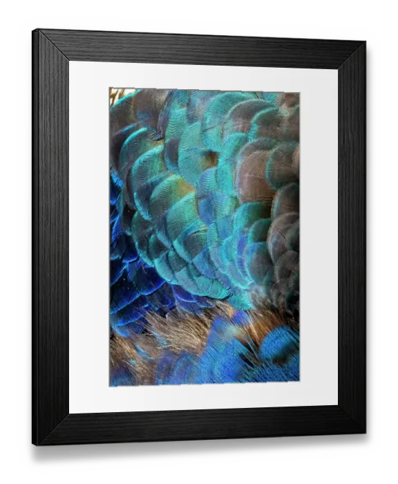 Framed Print : USA, Utah. Peacock feathers detail Framed Print : USA, Utah. Peacock feathers detail