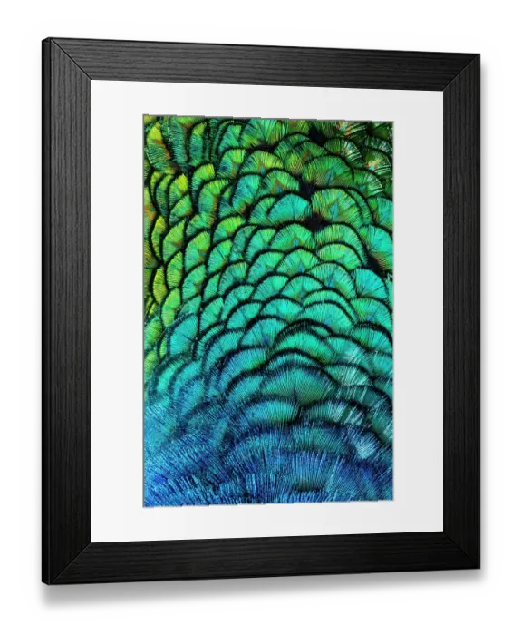 Framed Print : USA, Utah. Peacock feathers detail Framed Print : USA, Utah. Peacock feathers detail
