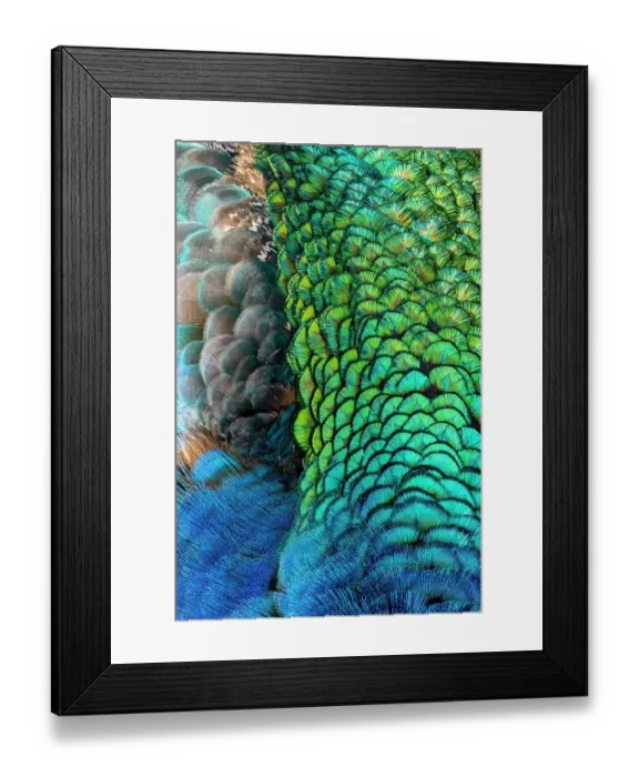 Framed Print : USA, Utah. Peacock feathers detail Framed Print : USA, Utah. Peacock feathers detail