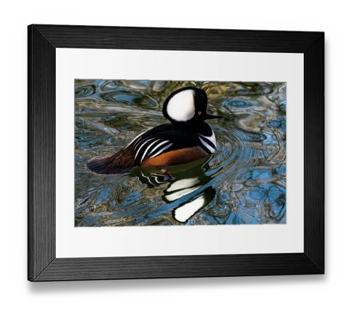 Framed Print : USA, Utah. Hooded Merganser (Lophodytes cucullatus) swimming Framed Print : USA, Utah. Hooded Merganser (Lophodytes cucullatus) swimming