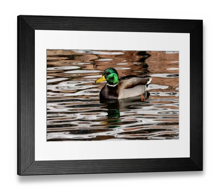 Framed Print : USA, Utah. Mallard (Anas platyrhynchos) swimming Framed Print : USA, Utah. Mallard (Anas platyrhynchos) swimming