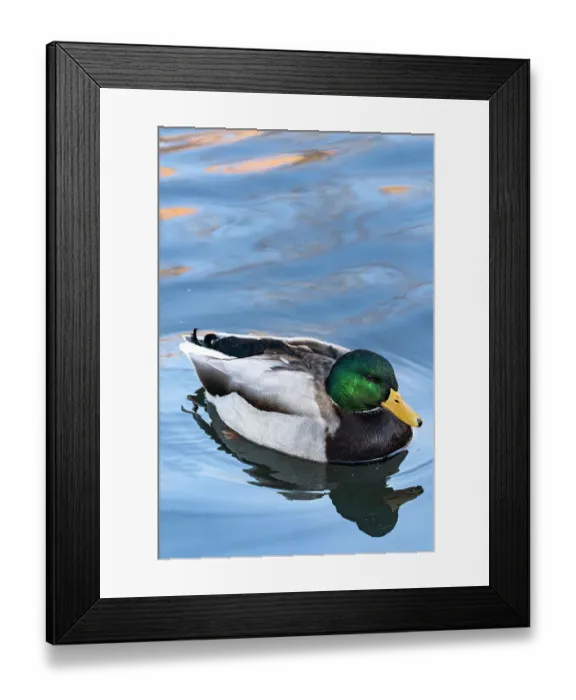 Framed Print : USA, Utah. Mallard (Anas platyrhynchos) swimming Framed Print : USA, Utah. Mallard (Anas platyrhynchos) swimming