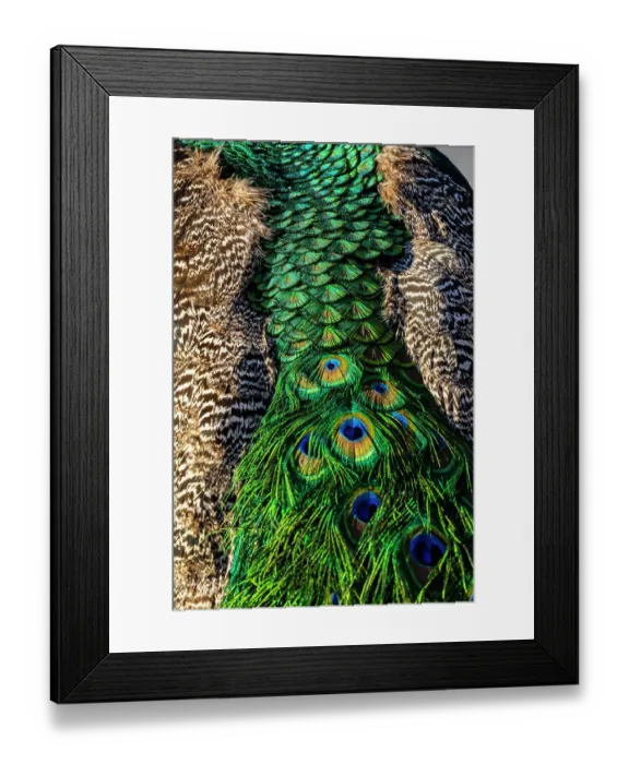 Framed Print : USA, Utah. Peacock feathers detail Framed Print : USA, Utah. Peacock feathers detail