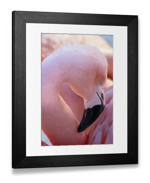 Framed Print : USA, Utah. Flamingos Framed Print : USA, Utah. Flamingos