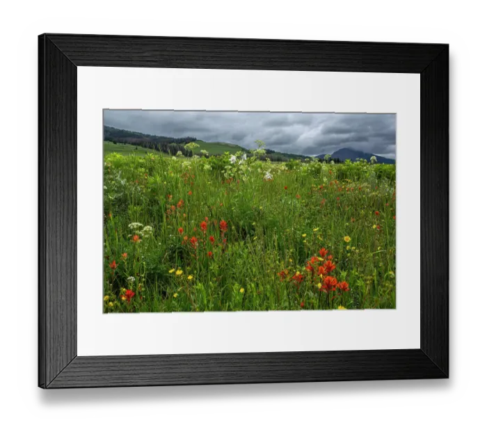 Framed Print : Assorted wildflowers in Fish Lake National Forest Framed Print : Assorted wildflowers in Fish Lake National Forest
