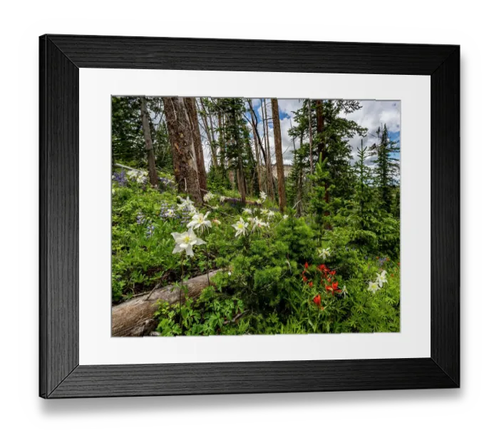 Framed Print : Assorted wildflowers in Manti-LaSalle National Forest