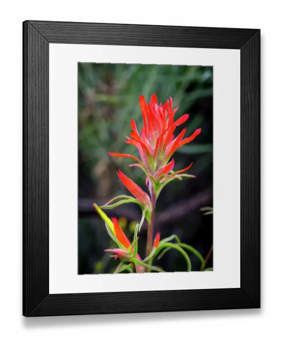 Framed Print : Indian paintbrush in Utah Framed Print : Indian paintbrush in Utah