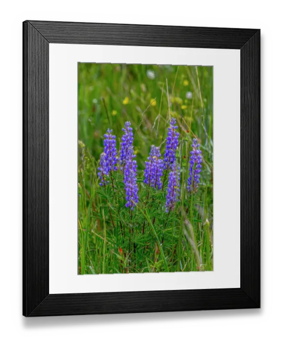 Framed Print : Common lupine wildflowers in Fish Lake National Forest Framed Print : Common lupine wildflowers in Fish Lake National Forest