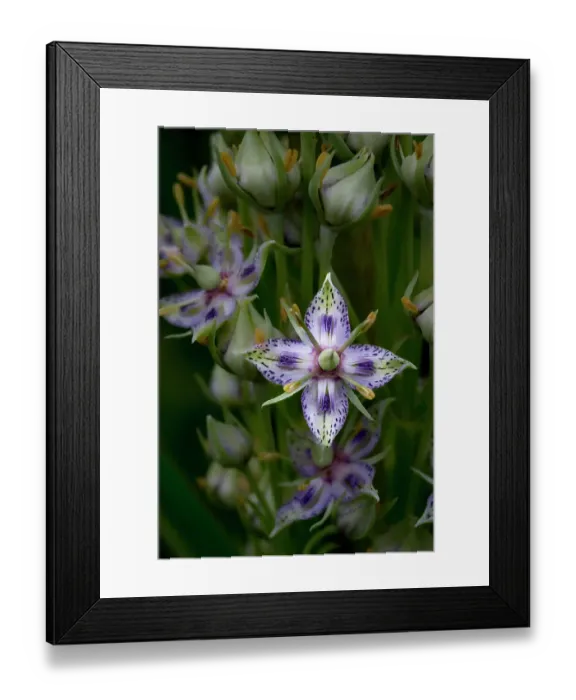 Framed Print : Green gentian wildflower in Utah