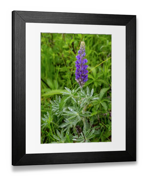 Framed Print : Common lupine wildflower in Utah
