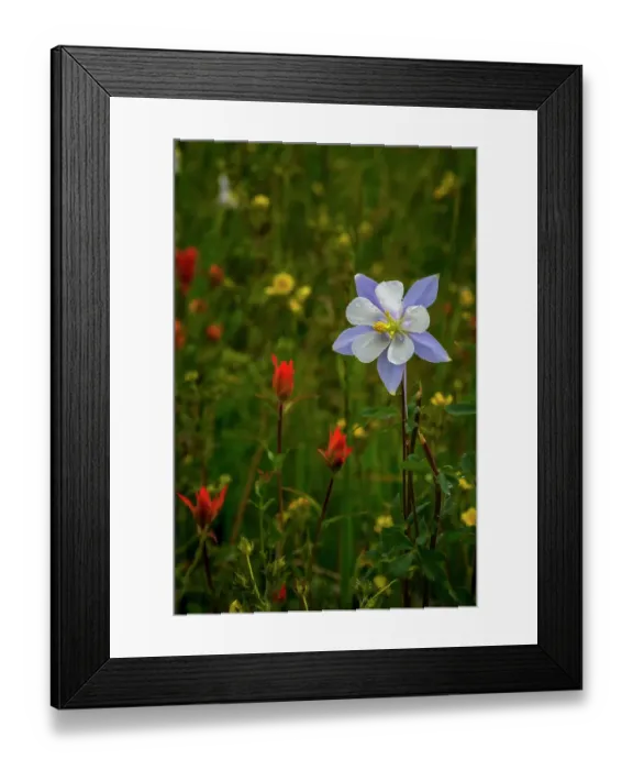 Framed Print : Columbine and other wildflowers in Fish Lake National Forest