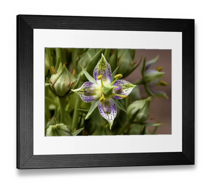 Framed Print : Green gentian wildflowers in Fish Lake National Forest