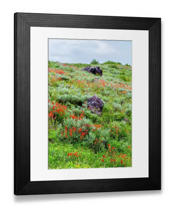 Framed Print : An assortment of wildflowers blanket a hillside in Fish Lake National Forest Framed Print : An assortment of wildflowers blanket a hillside in Fish Lake National Forest