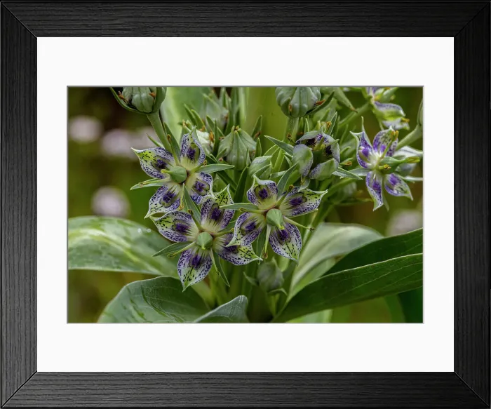 Framed Print : Green gentian wildflowers in Fish Lake National Forest