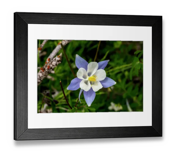 Framed Print : Wild Columbine flowers in Fish Lake National Forest Framed Print : Wild Columbine flowers in Fish Lake National Forest