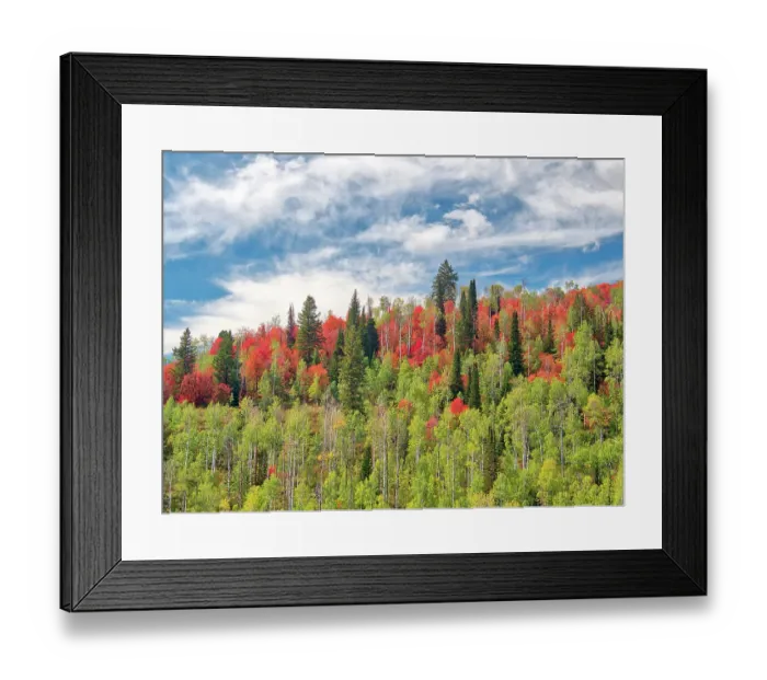 Framed Print : USA, Utah, Logan Pass. Colorful autumn in Provo Pass Framed Print : USA, Utah, Logan Pass. Colorful autumn in Provo Pass