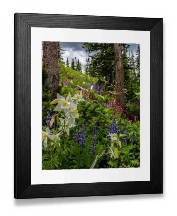 Framed Print : Assorted wildflowers in Manti-LaSalle National Forest Framed Print : Assorted wildflowers in Manti-LaSalle National Forest