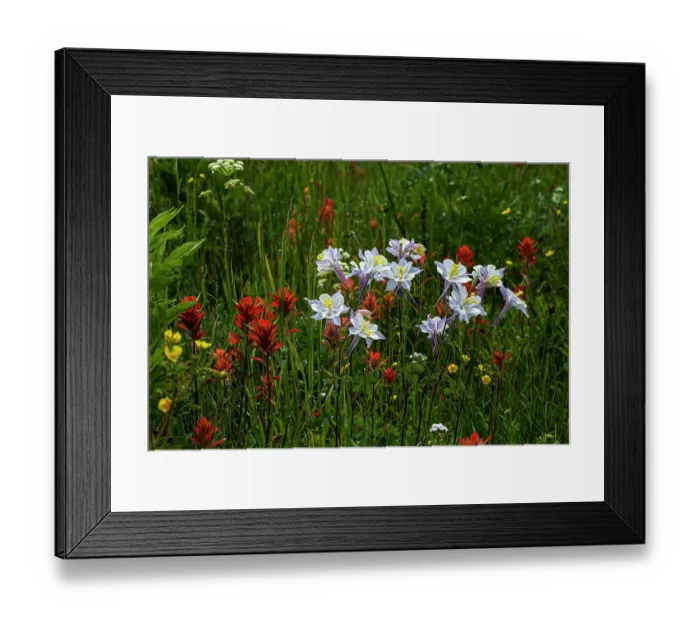Framed Print : Columbine and other wildflowers in Fish Lake National Forest Framed Print : Columbine and other wildflowers in Fish Lake National Forest