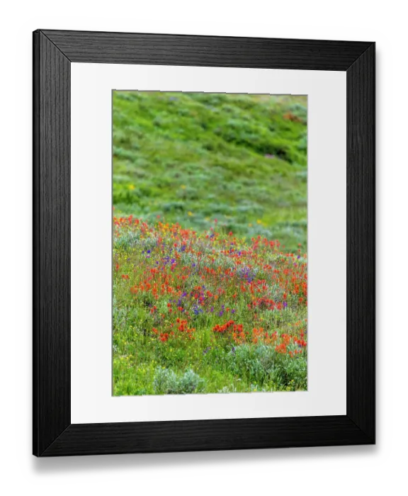 Framed Print : An assortment of wildflowers blanket a hillside in Fish Lake National Forest Framed Print : An assortment of wildflowers blanket a hillside in Fish Lake National Forest