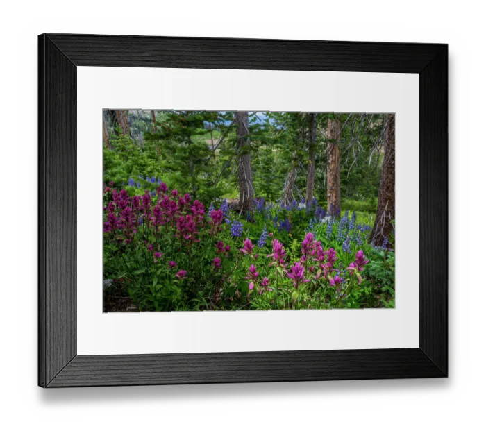 Framed Print : Assorted wildflowers in Manti-LaSalle National Forest Framed Print : Assorted wildflowers in Manti-LaSalle National Forest