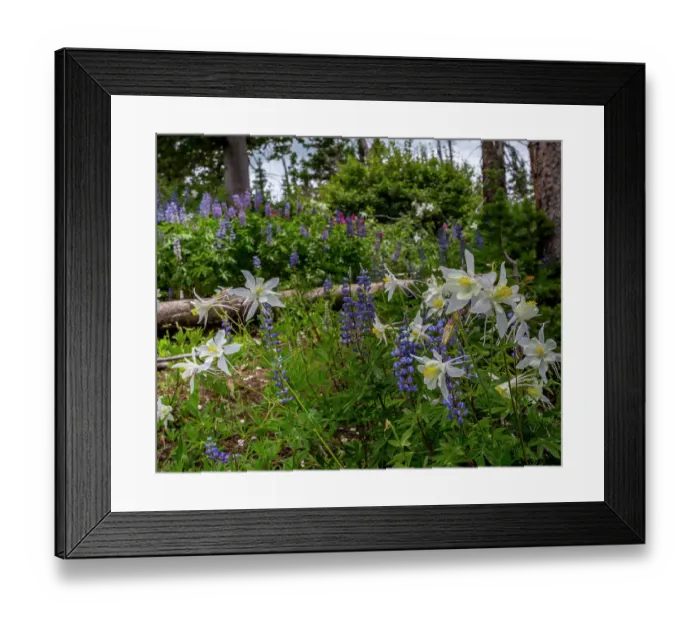 Framed Print : Assorted wildflowers in Manti-LaSalle National Forest Framed Print : Assorted wildflowers in Manti-LaSalle National Forest