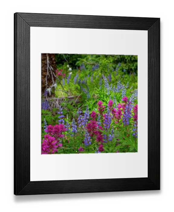 Framed Print : Assorted wildflowers in Manti-LaSalle National Forest Framed Print : Assorted wildflowers in Manti-LaSalle National Forest