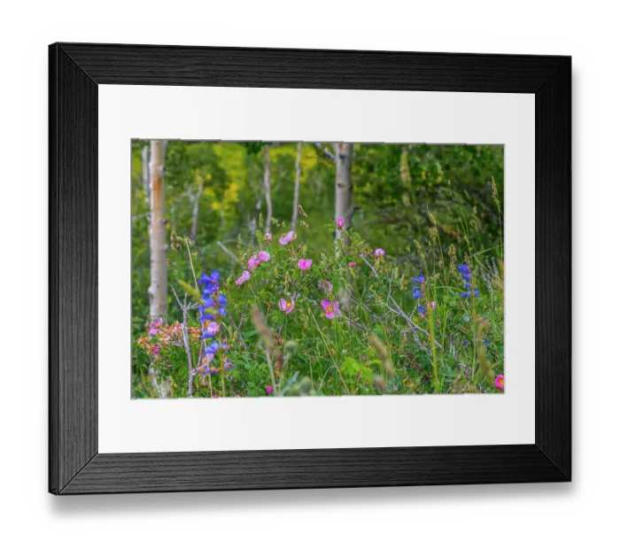 Framed Print : Assorted wildflowers in Manti-LaSalle National Forest Framed Print : Assorted wildflowers in Manti-LaSalle National Forest