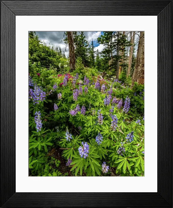 Framed Print : Assorted wildflowers in Manti-LaSalle National Forest Framed Print : Assorted wildflowers in Manti-LaSalle National Forest