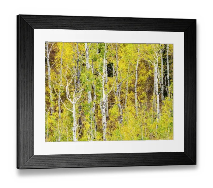 Framed Print : USA, Utah, Logan Canyon. Colorful aspens in autumn Framed Print : USA, Utah, Logan Canyon. Colorful aspens in autumn