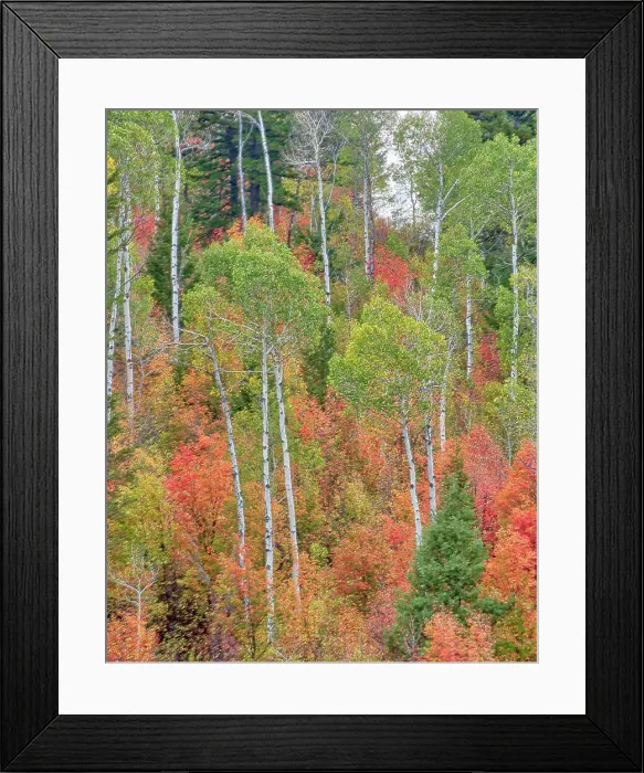 Framed Print : USA, Utah, Logan Canyon. Colorful aspens in autumn Framed Print : USA, Utah, Logan Canyon. Colorful aspens in autumn