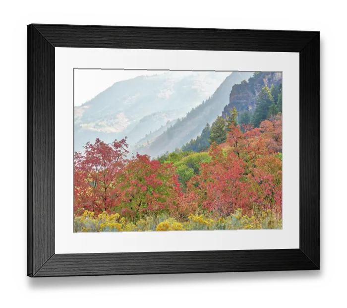 Framed Print : USA, Utah, Logan Canyon. Colorful aspens in autumn Framed Print : USA, Utah, Logan Canyon. Colorful aspens in autumn
