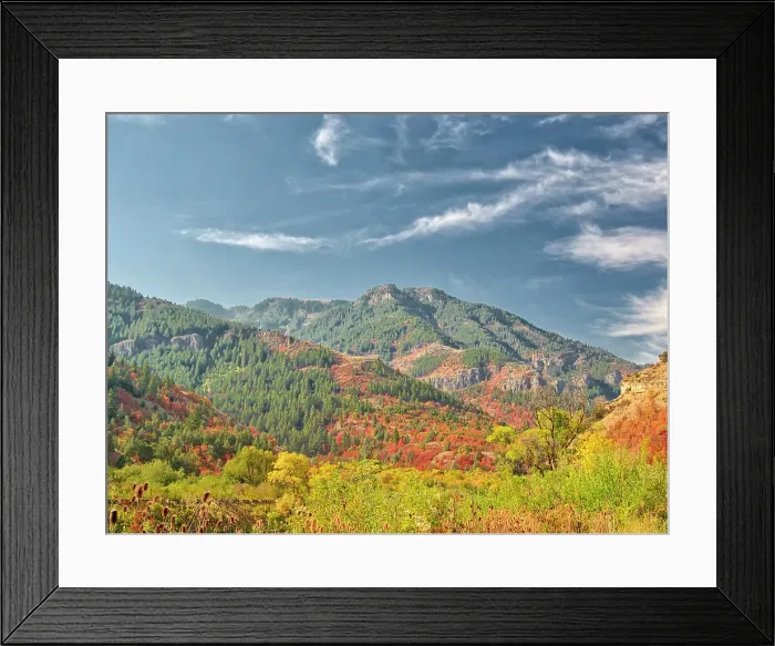 Framed Print : USA, Utah, Logan Canyon. Colorful aspens in autumn Framed Print : USA, Utah, Logan Canyon. Colorful aspens in autumn