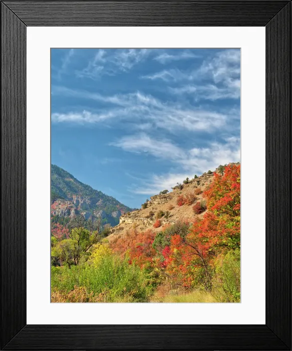 Framed Print : USA, Utah, Logan Canyon. Colorful aspens in autumn Framed Print : USA, Utah, Logan Canyon. Colorful aspens in autumn