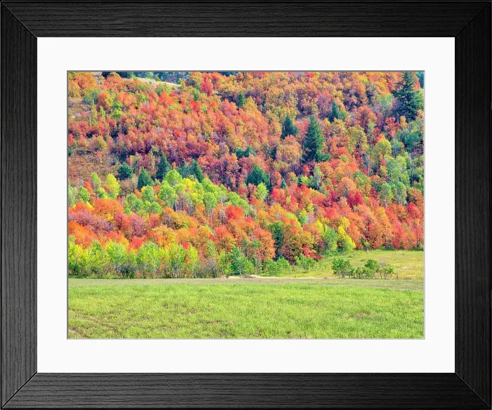 Framed Print : USA, Utah, Logan Pass. Colorful autumn in Provo Pass Framed Print : USA, Utah, Logan Pass. Colorful autumn in Provo Pass