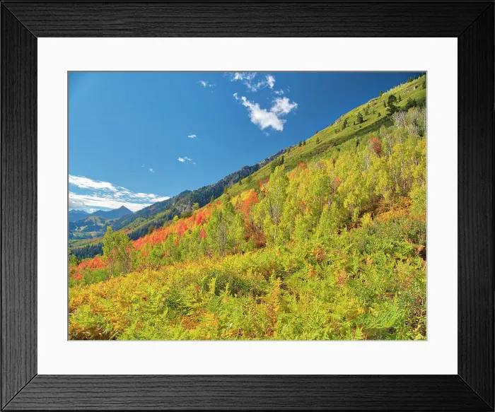 Framed Print : USA, Utah, Logan Pass. Colorful autumn in Provo Pass Framed Print : USA, Utah, Logan Pass. Colorful autumn in Provo Pass
