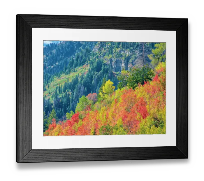 Framed Print : USA, Utah, Logan Pass. Colorful autumn in Provo Pass Framed Print : USA, Utah, Logan Pass. Colorful autumn in Provo Pass