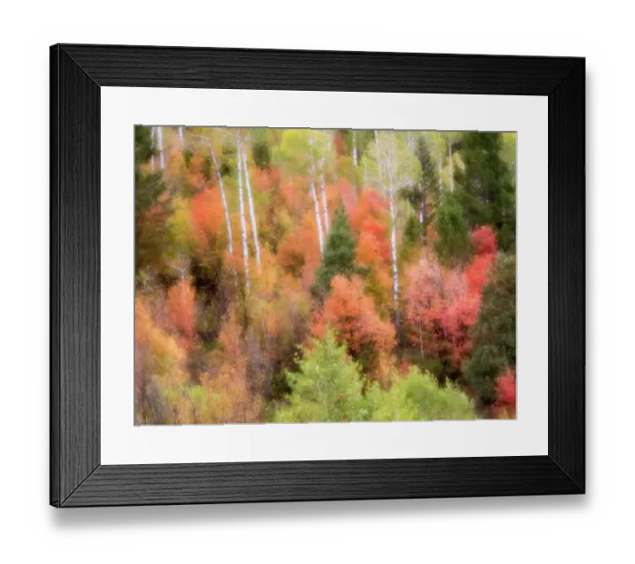 Framed Print : USA, Utah, Logan Canyon. Colorful aspens in autumn Framed Print : USA, Utah, Logan Canyon. Colorful aspens in autumn