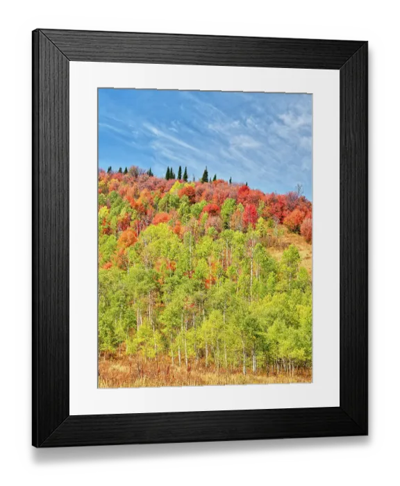 Framed Print : USA, Utah, Logan Canyon. Colorful aspens in autumn Framed Print : USA, Utah, Logan Canyon. Colorful aspens in autumn