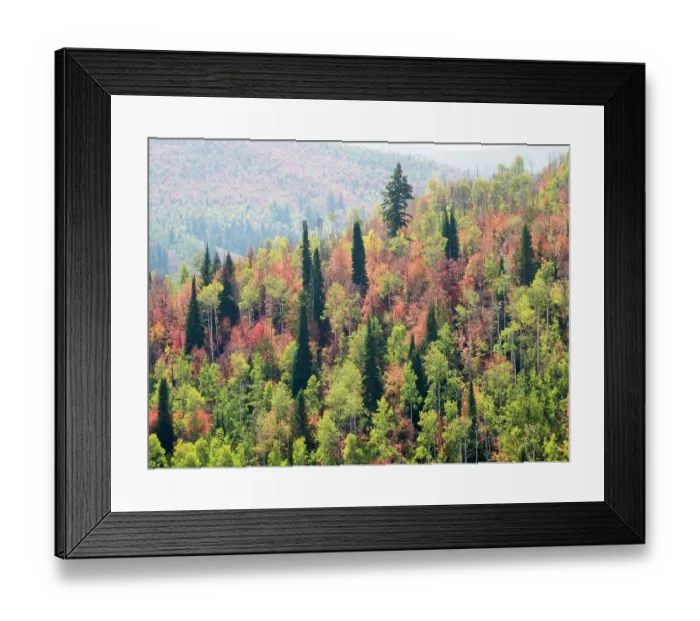 Framed Print : USA, Utah, Logan Canyon. Colorful aspens in autumn Framed Print : USA, Utah, Logan Canyon. Colorful aspens in autumn