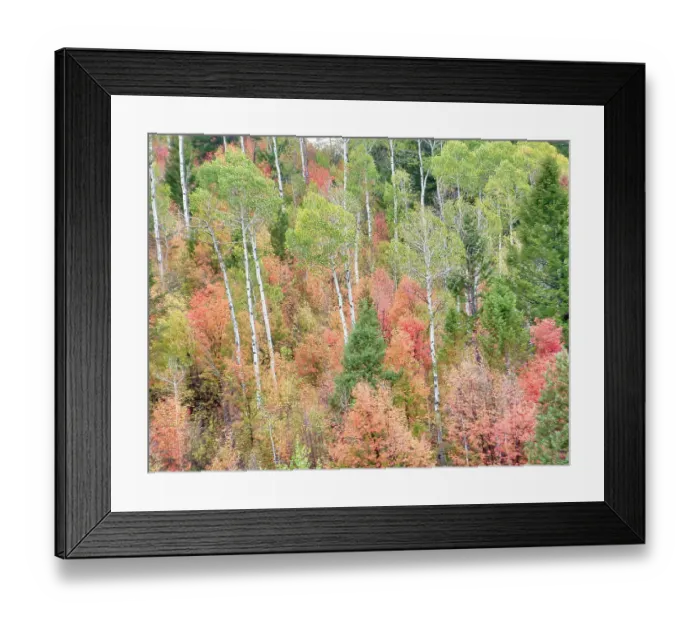 Framed Print : USA, Utah, Logan Canyon. Colorful aspens in autumn Framed Print : USA, Utah, Logan Canyon. Colorful aspens in autumn