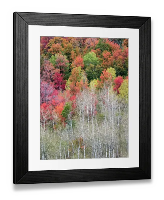 Framed Print : USA, Utah, Logan Canyon. Colorful aspens in autumn Framed Print : USA, Utah, Logan Canyon. Colorful aspens in autumn