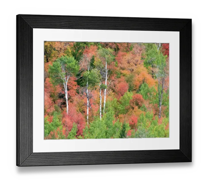 Framed Print : USA, Utah, Logan Canyon. Colorful aspens in autumn Framed Print : USA, Utah, Logan Canyon. Colorful aspens in autumn