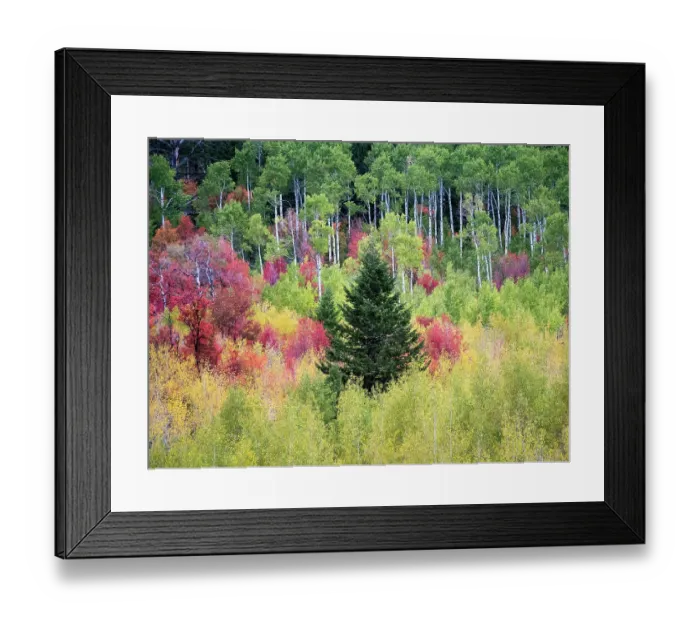 Framed Print : USA, Utah, Logan Canyon. Colorful aspens in autumn Framed Print : USA, Utah, Logan Canyon. Colorful aspens in autumn