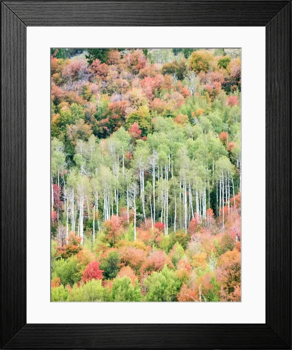 Framed Print : USA, Utah, Logan Canyon. Colorful aspens in autumn