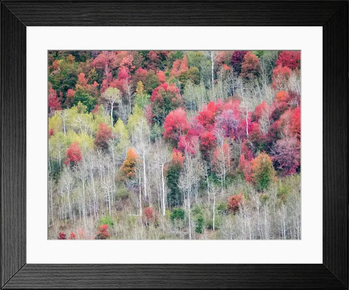 Framed Print : USA, Utah, Logan Canyon. Colorful aspens in autumn Framed Print : USA, Utah, Logan Canyon. Colorful aspens in autumn