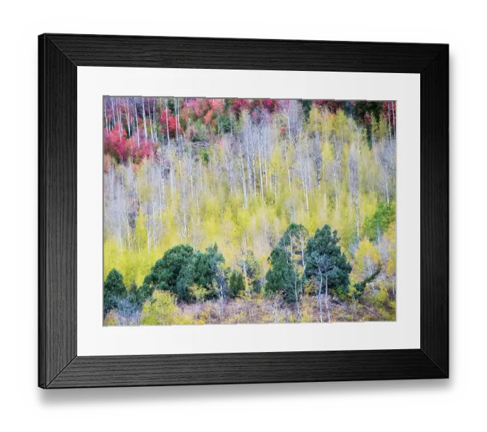 Framed Print : USA, Utah, Logan Canyon. Colorful aspens in autumn Framed Print : USA, Utah, Logan Canyon. Colorful aspens in autumn