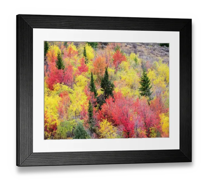 Framed Print : USA, Utah, Logan Canyon. Colorful aspens in autumn Framed Print : USA, Utah, Logan Canyon. Colorful aspens in autumn